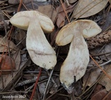 Leccinum chalybaeum image