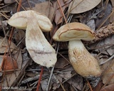 Leccinum chalybaeum image