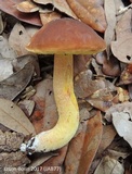 Leccinum rubropunctum image