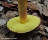 Leccinum rubropunctum image