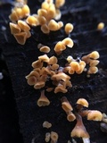 Guepiniopsis buccina image