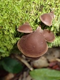 Auricularia fuscosuccinea image