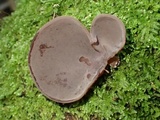 Auricularia fuscosuccinea image
