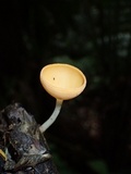 Cookeina speciosa image