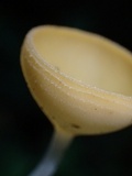 Cookeina speciosa image