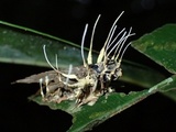 Cordyceps tuberculata image