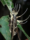 Cordyceps tuberculata image