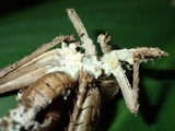 Cordyceps tuberculata image