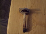 Helvella compressa image