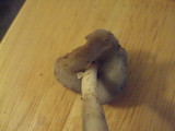 Helvella compressa image