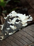 Lentinus copulatus image