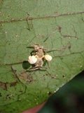 Ophiocordyceps lloydii image