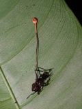 Ophiocordyceps australis image