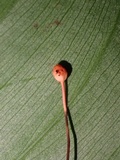 Ophiocordyceps australis image