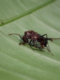 Ophiocordyceps australis image