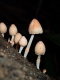 Coprinopsis mexicana image