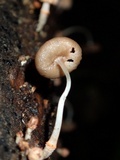 Coprinopsis mexicana image