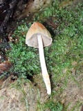 Coprinopsis mexicana image