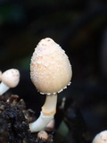Coprinopsis mexicana image