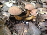 Aureoboletus innixus image