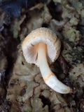 Coprinopsis mexicana image