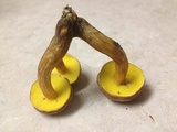 Aureoboletus innixus image