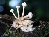 Ophiocordyceps dipterigena image
