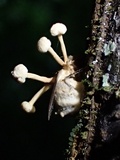 Ophiocordyceps dipterigena image