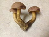 Aureoboletus innixus image
