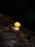 Moelleriella basicystis image
