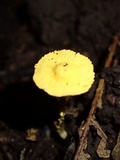 Cystolepiota luteohemisphaerica image
