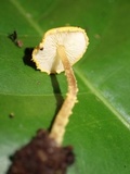 Cystolepiota luteohemisphaerica image