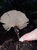 Panus similis image