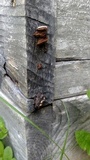 Gloeophyllum sepiarium image