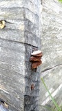 Gloeophyllum sepiarium image