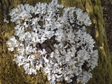Lobaria amplissima image