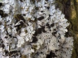 Lobaria amplissima image