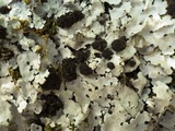 Lobaria amplissima image