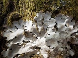 Lobaria amplissima image