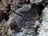 Fuscopannaria mediterranea image
