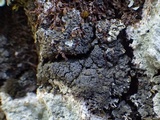 Fuscopannaria mediterranea image
