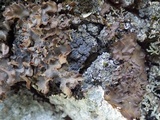 Fuscopannaria mediterranea image
