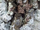 Fuscopannaria mediterranea image