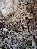 Parmelina carporrhizans image