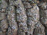 Pertusaria albescens var. albescens image