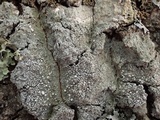 Pertusaria albescens var. albescens image