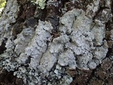 Pertusaria albescens var. albescens image