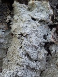 Pertusaria albescens var. albescens image