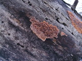 Phlebia radiata image