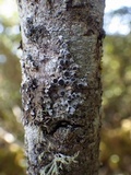 Physcia aipolia image